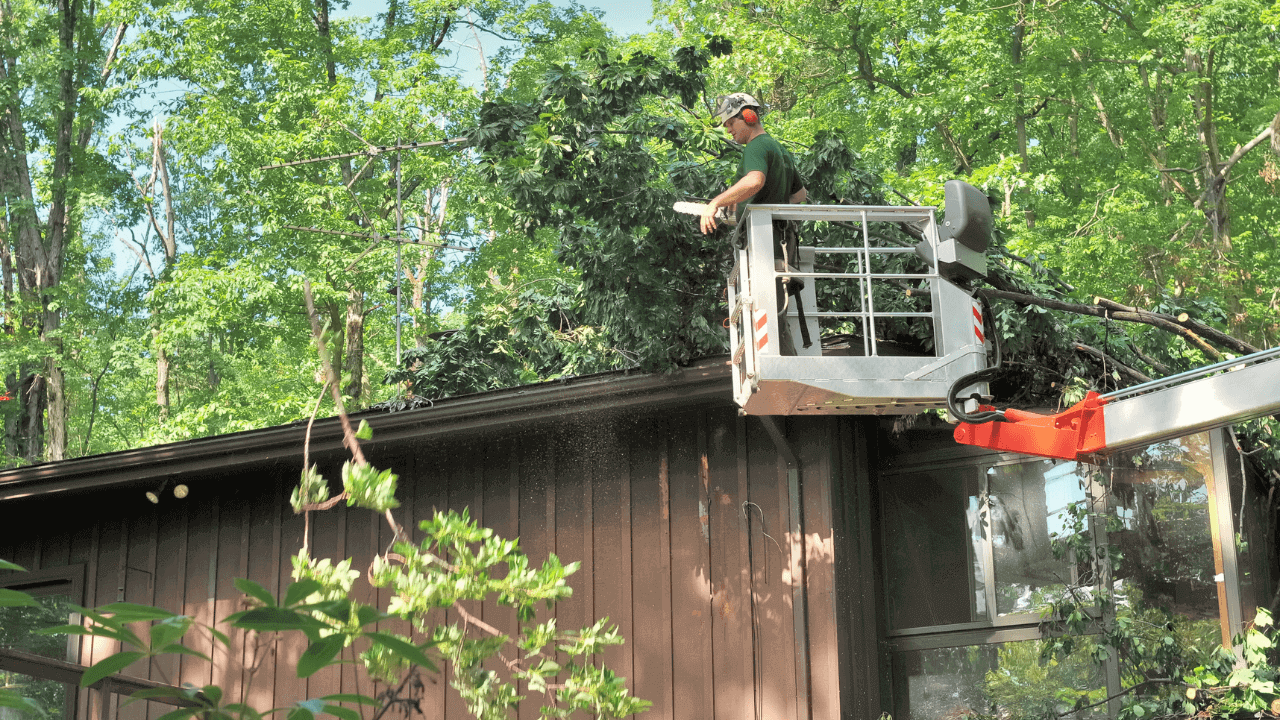 Best Local Tree Removing Service