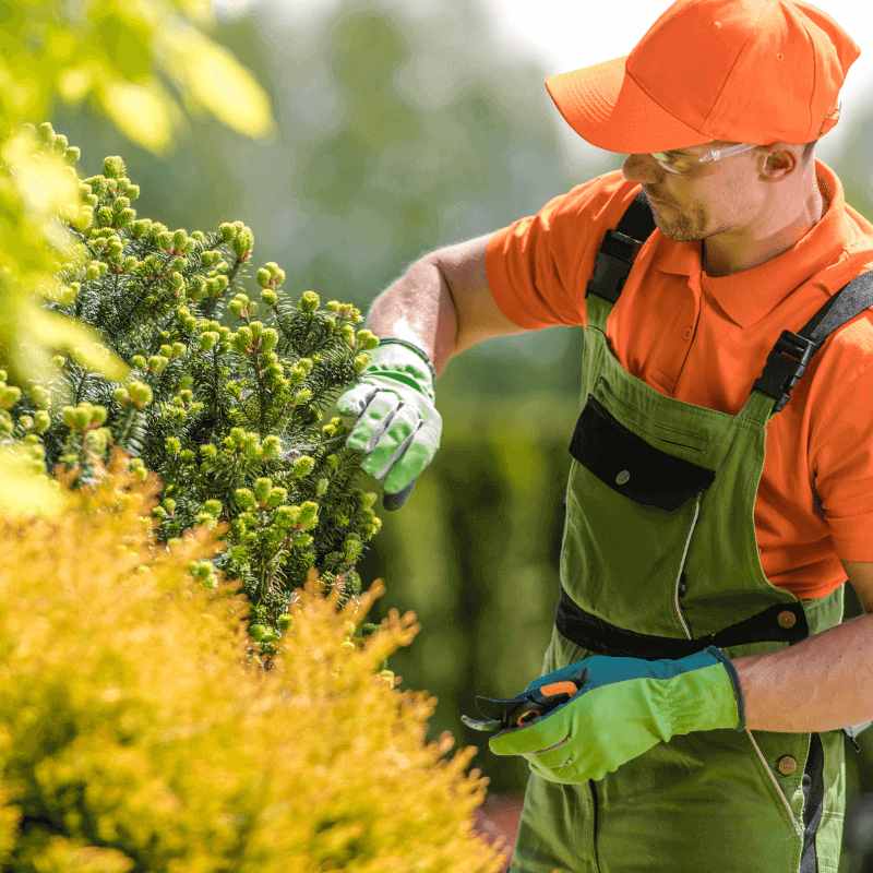 Experience Tree Surgeon Trim Extra branches
