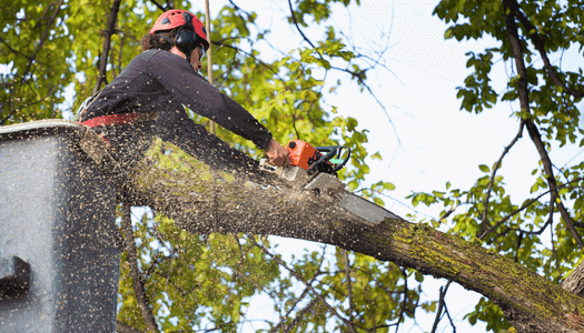 Residential Tree Cutting Project in Belfast