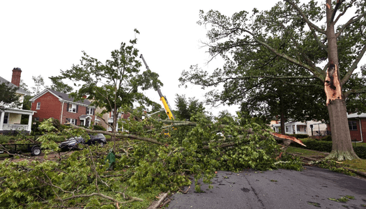 Storm Damage Tree Service Belfast
