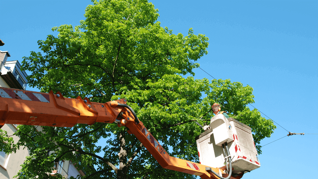 Tree Trimming Services in Belfast