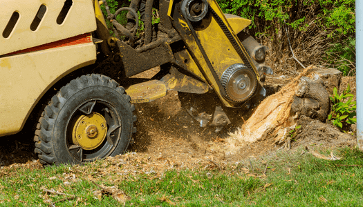 Why Choose Us for Stump Grinding Service