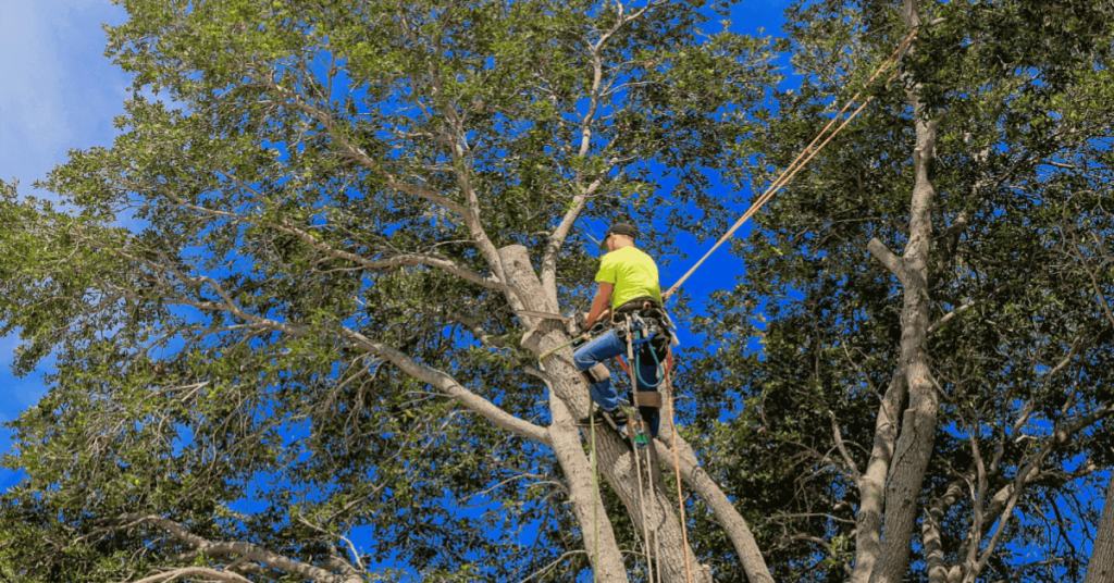 Oak Tree Trimming (Process & Tips)