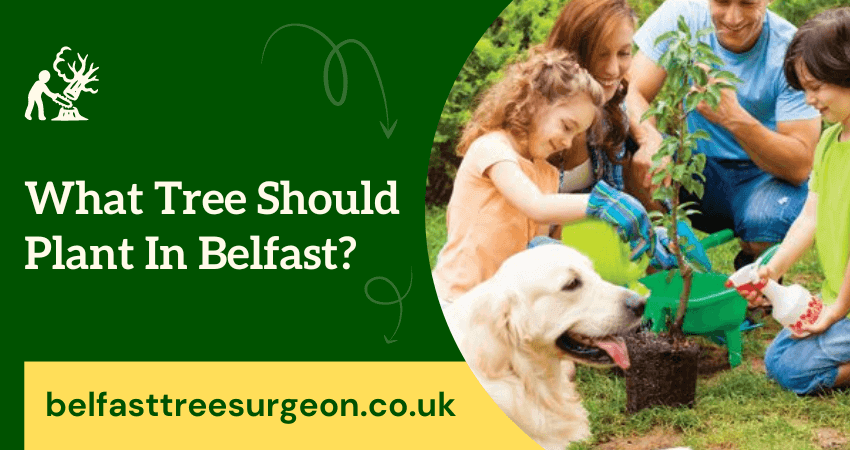 Tree Should Plant In Belfast